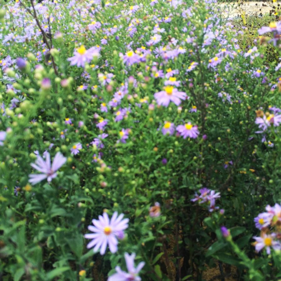 Aster obl. 'Raydon's Favorite' - Aromatic Aster from Babikow Wholesale Nursery