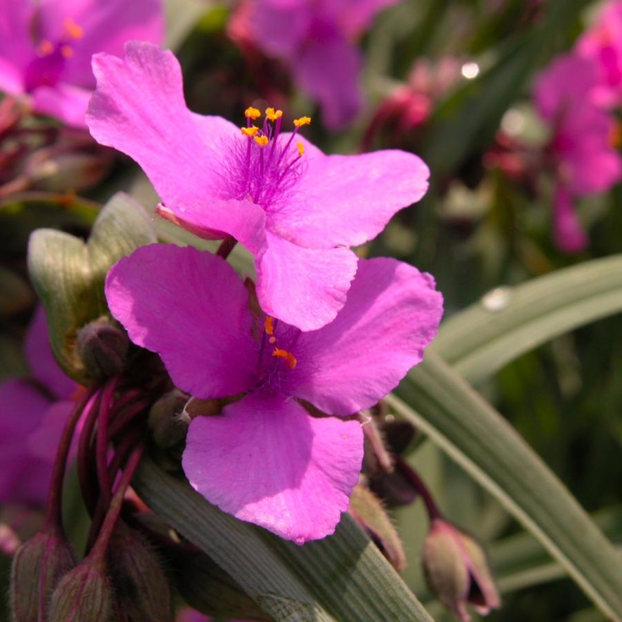 Tradescantia 'Red Grape' - Spiderwort from Babikow Wholesale Nursery