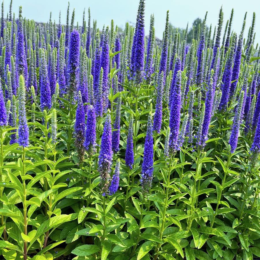 Veronica spi. 'Royal Candles' - Speedwell from Babikow Wholesale Nursery