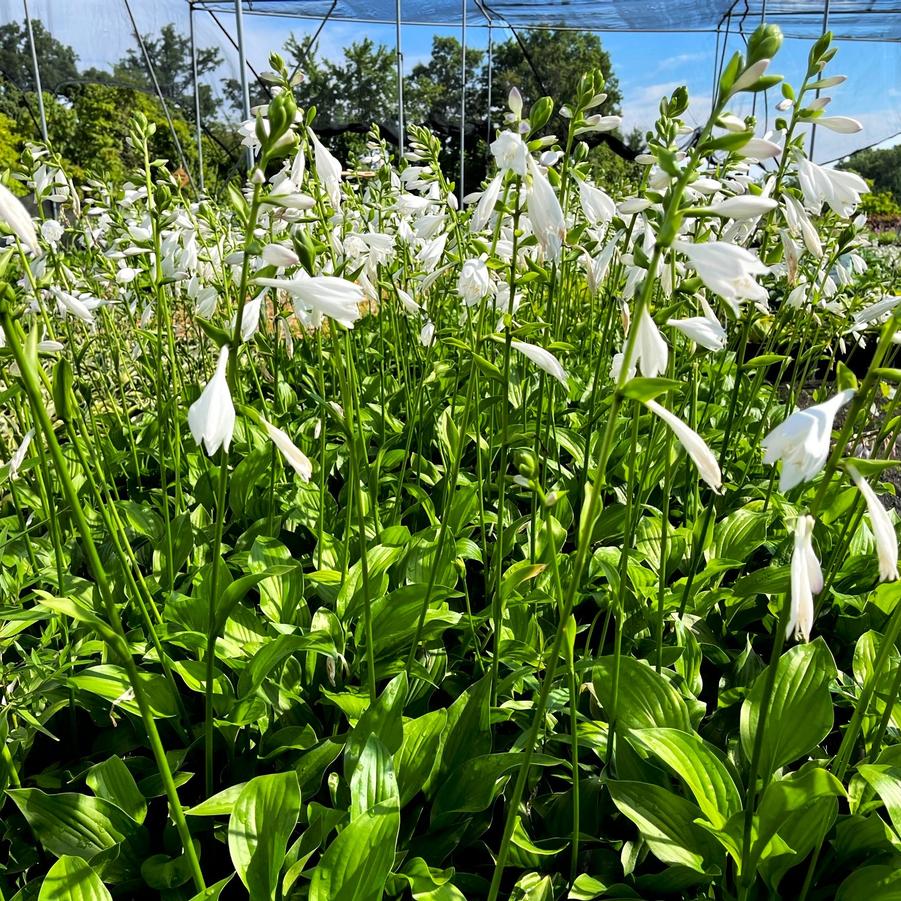 Hosta x 'Royal Standard' - Hosta from Babikow Wholesale Nursery