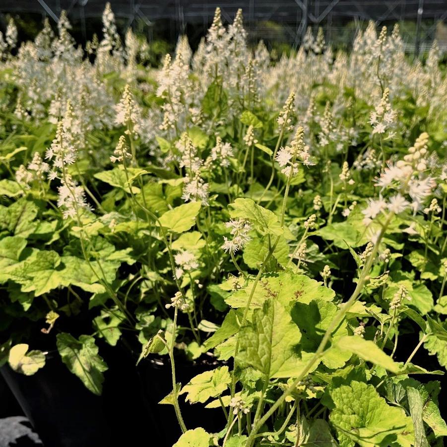 Tiarella cor. 'Running Tapestry' - Foamflower from Babikow Wholesale Nursery