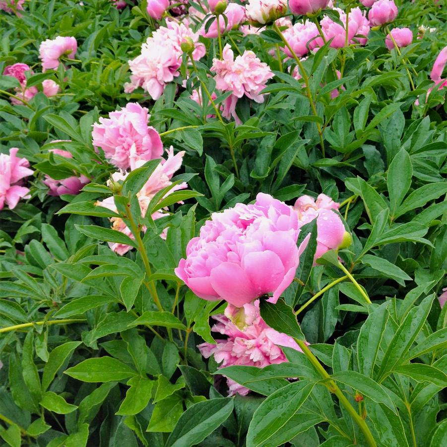 Paeonia 'Sarah Bernhardt' - Peony from Babikow Wholesale Nursery