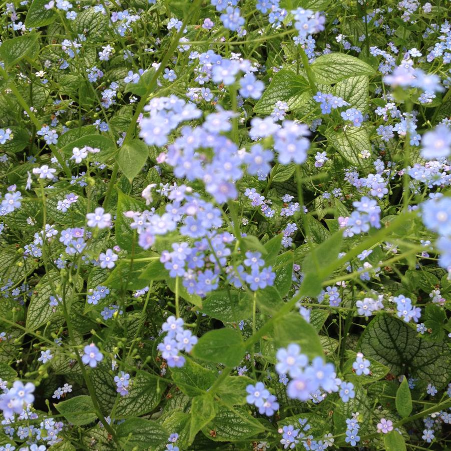 Brunnera 'Sea Heart' - Siberian Bugloss from Babikow Wholesale Nursery