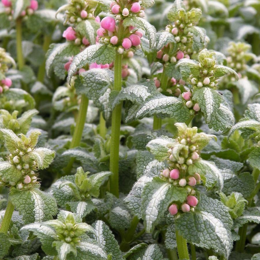 Lamium mac. 'Shell Pink' - Spotted Deadnettle from Babikow Wholesale Nursery