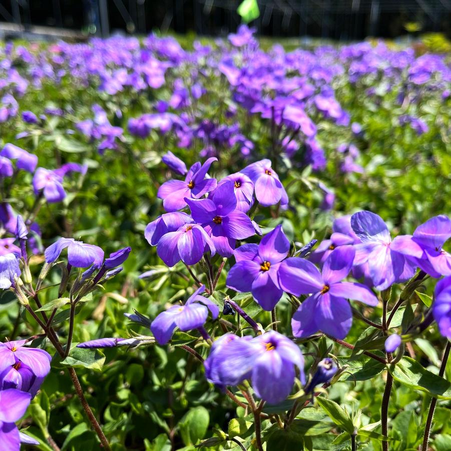 Phlox sto. 'Sherwood Purple' - Creeping Phlox from Babikow Wholesale Nursery