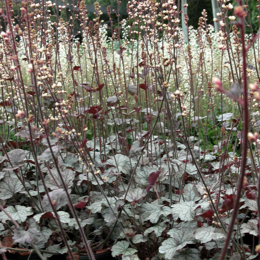 Heuchera x 'Silver Scrolls' - Coral bells from Babikow Wholesale Nursery