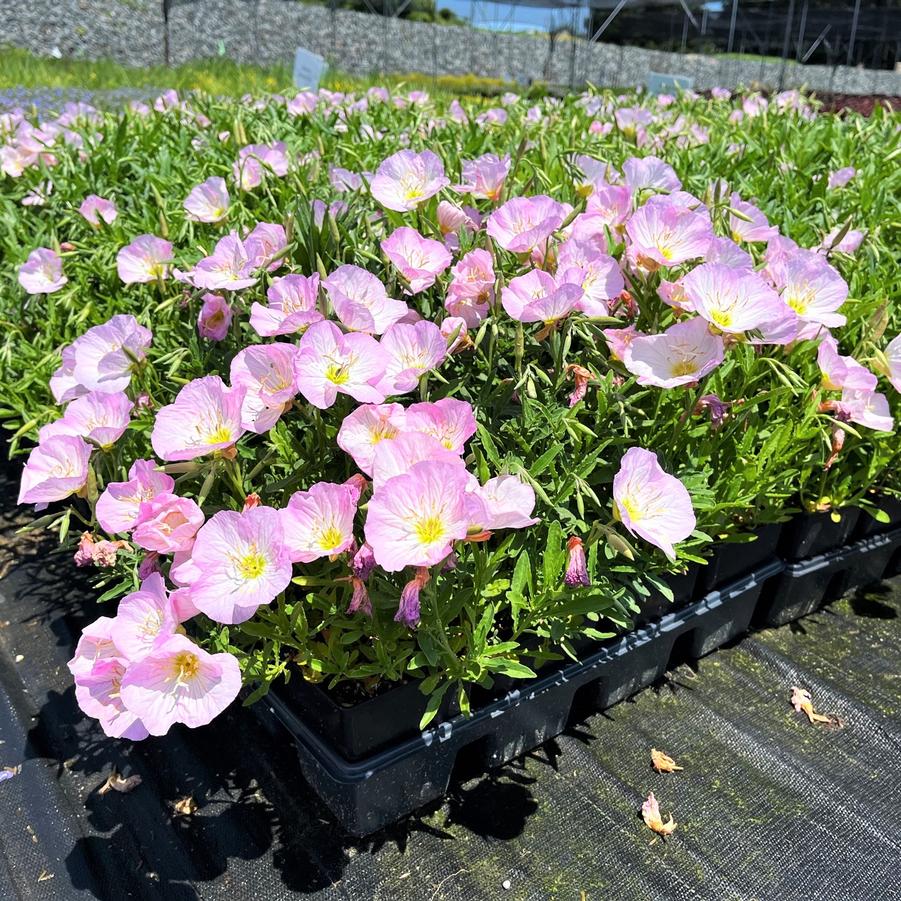 Oenothera ber. 'Siskiyou' - Evening primrose from Babikow Wholesale Nursery