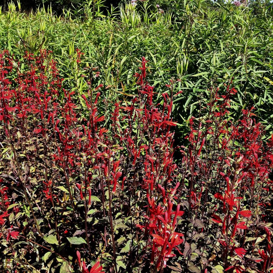 Lobelia car. 'Black Truffle' - Cardinal Flower from Babikow Wholesale Nursery