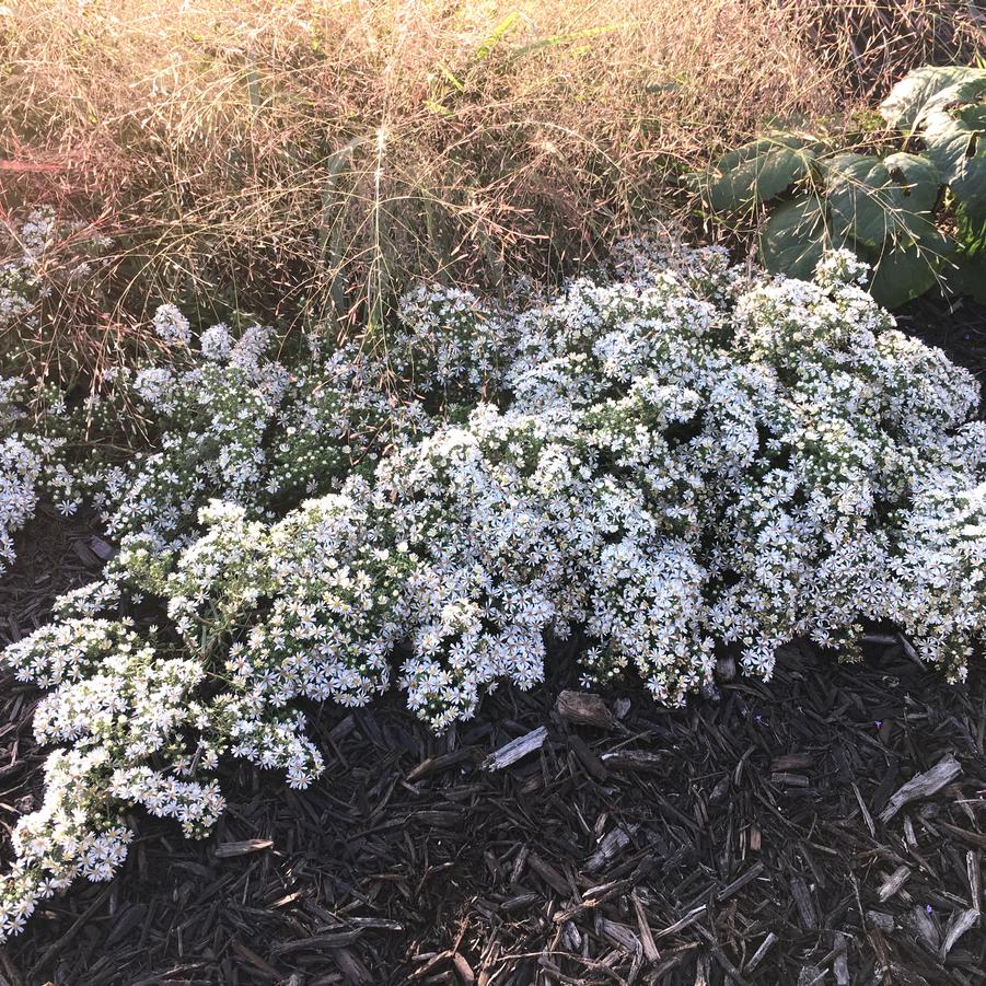 Aster eri. 'Snow Flurry' - Heath Aster from Babikow Wholesale Nursery