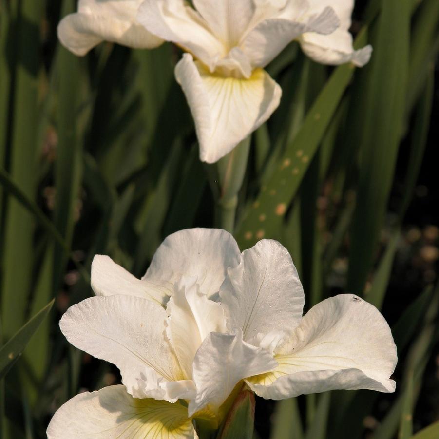 Iris sib. 'Snow Queen' - Siberian Iris from Babikow Wholesale Nursery