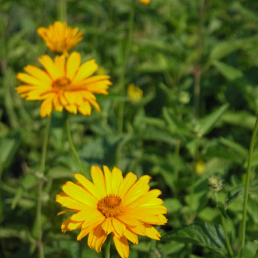 Heliopsis hel. 'Sommersonne' - False Sunflower from Babikow Wholesale Nursery