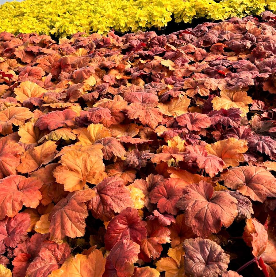 Heuchera x 'Southern Comfort' - Coral bells from Babikow Wholesale Nursery