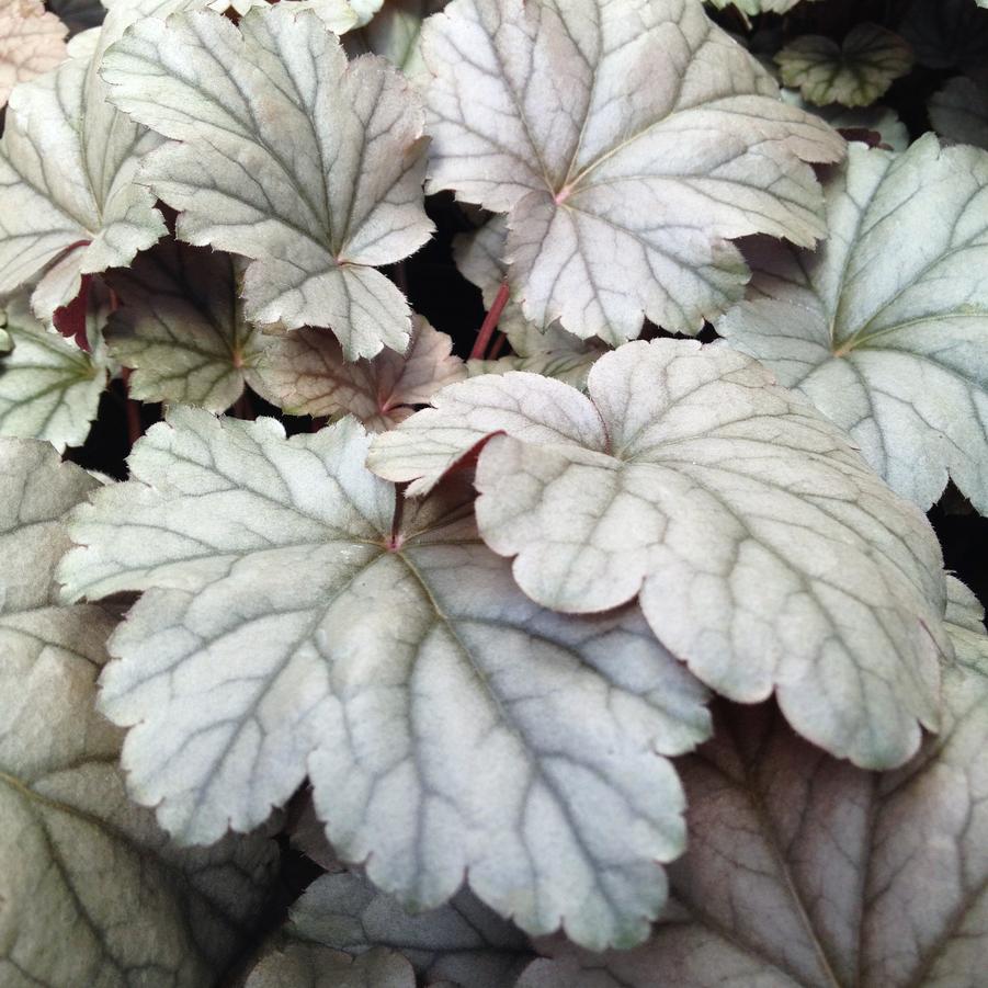 Heuchera x 'Stainless Steele' - Coral bells from Babikow Wholesale Nursery