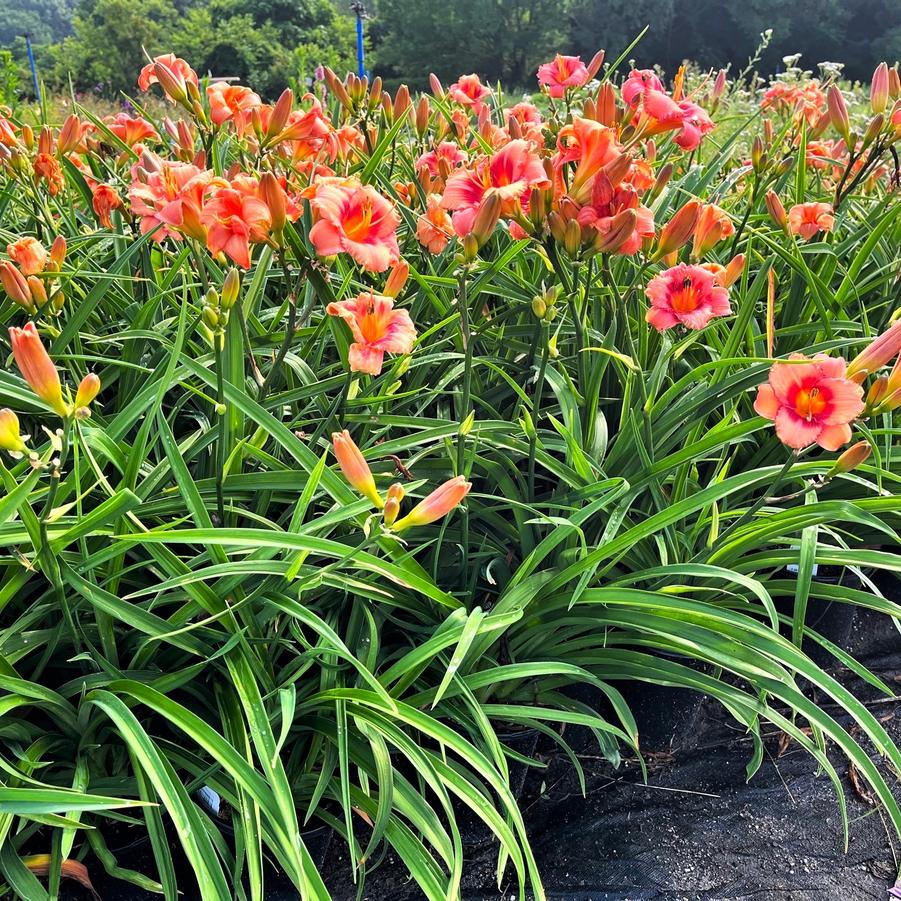 Hemerocallis 'Strawberry Candy' - Daylily from Babikow Wholesale Nursery