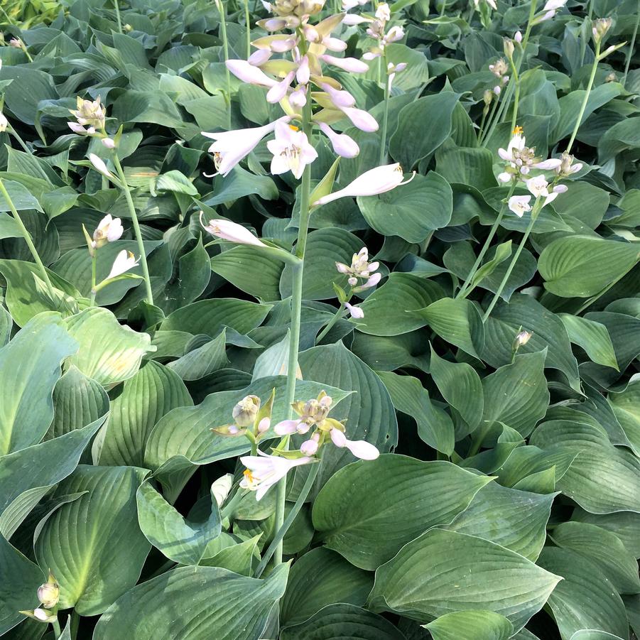 Hosta x 'Blue Angel' - Hosta from Babikow Wholesale Nursery