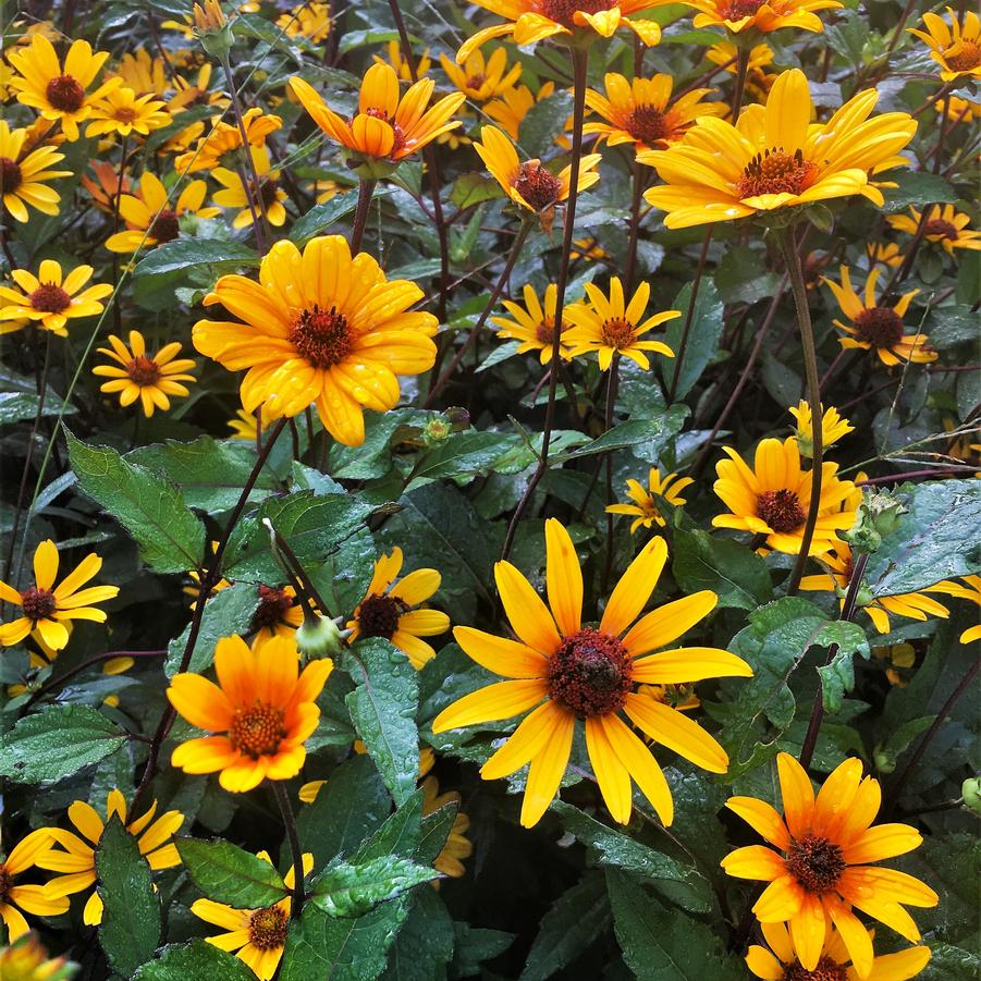 Heliopsis hel. 'Summer Nights' - False Sunflower from Babikow Wholesale Nursery