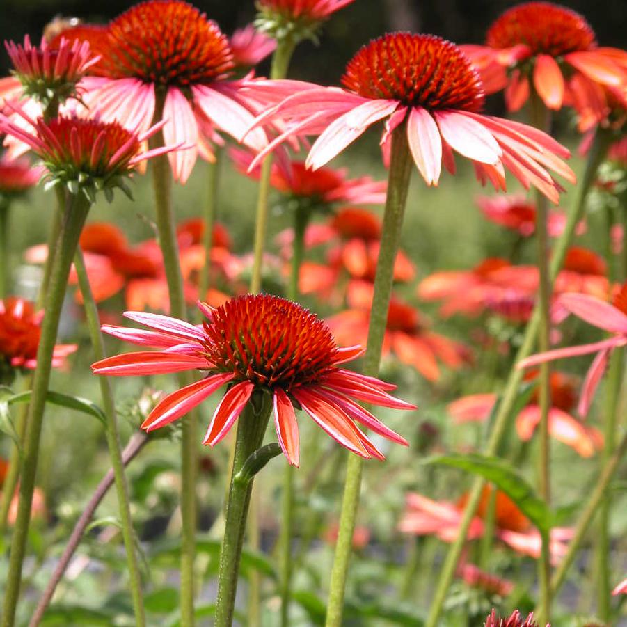 Echinacea Big Sky 'Sundown Big Sky' - Coneflower from Babikow Wholesale Nursery