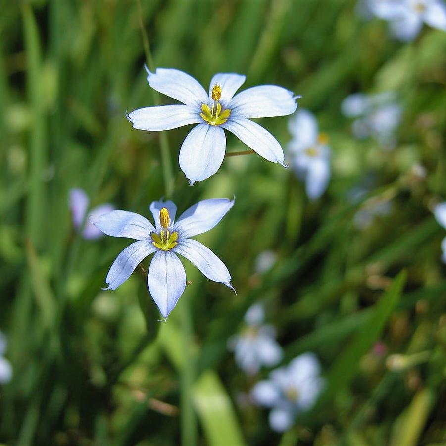 Sisyrinchium ang. 'Suwannee' - Blue Eyed Grass from Babikow Wholesale Nursery