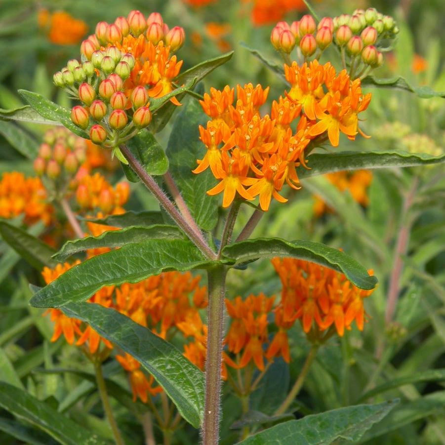 Asclepias tuberosa - Butterfly Milkweed from Babikow Wholesale Nursery