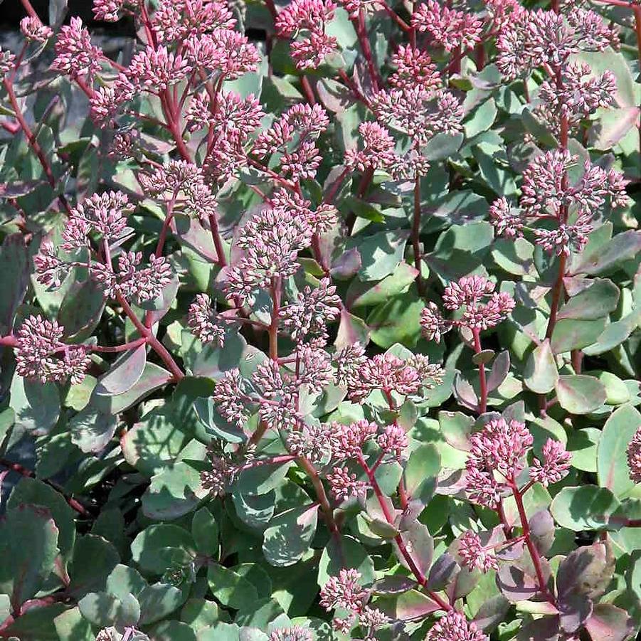 Sedum 'Vera Jameson' - Stonecrop from Babikow Wholesale Nursery