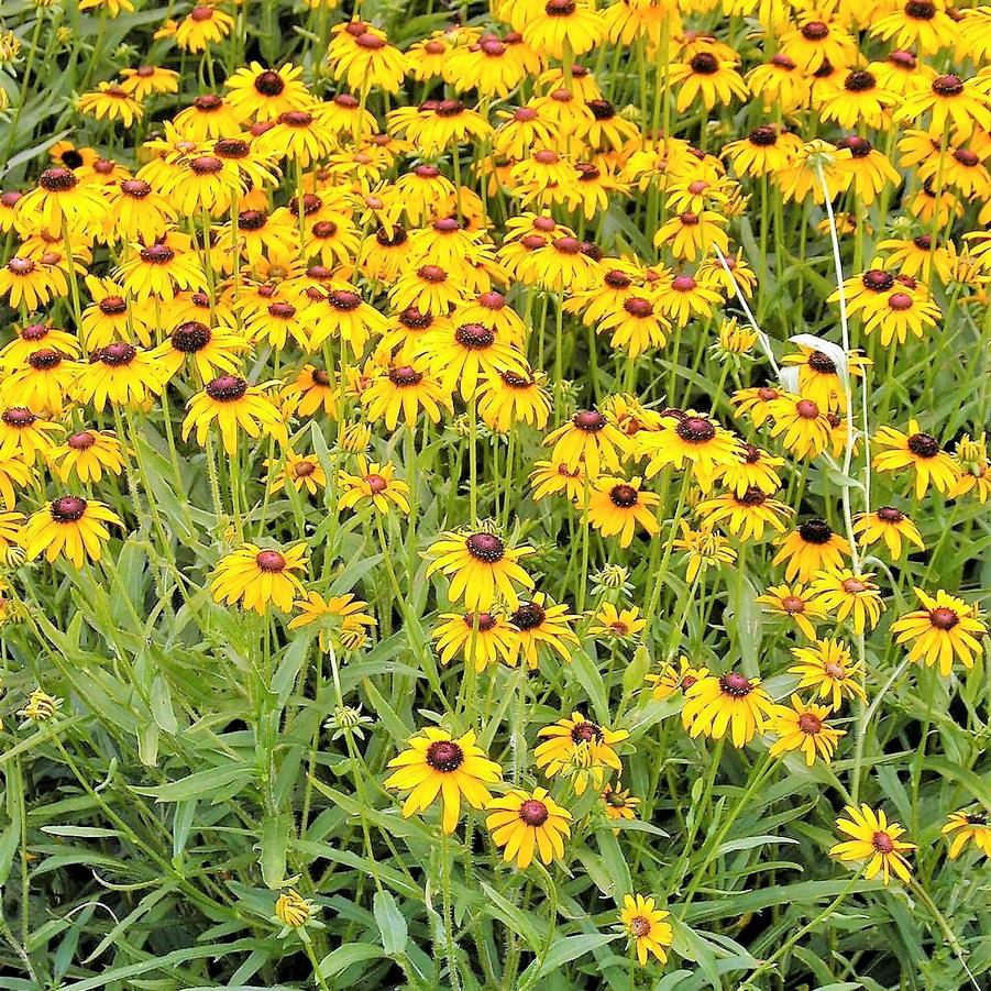 Rudbeckia 'Viette's Little Suzy' - Coneflower from Babikow Wholesale Nursery