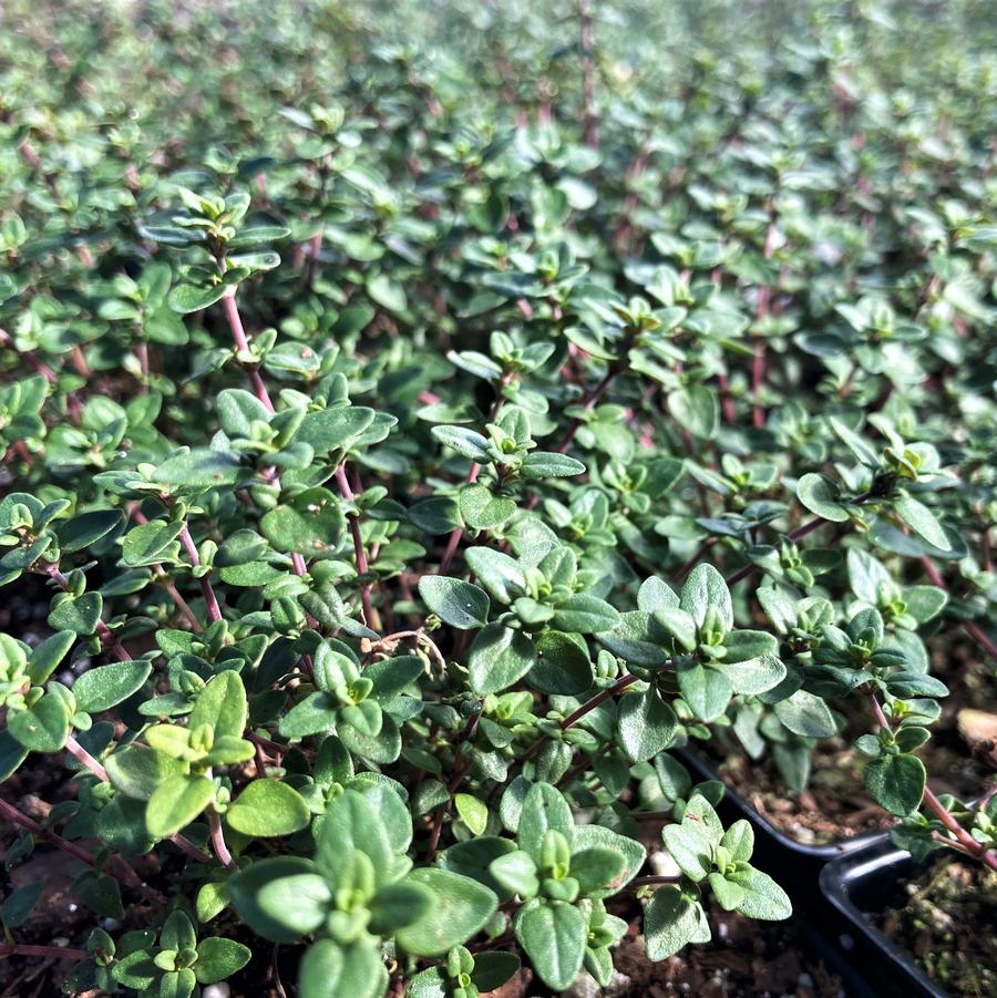 Thymus vulgaris - English/ german/ winter thyme from Babikow Wholesale Nursery