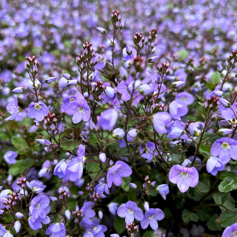 Veronica 'Waterperry Blue' - Speedwell from Babikow Wholesale Nursery