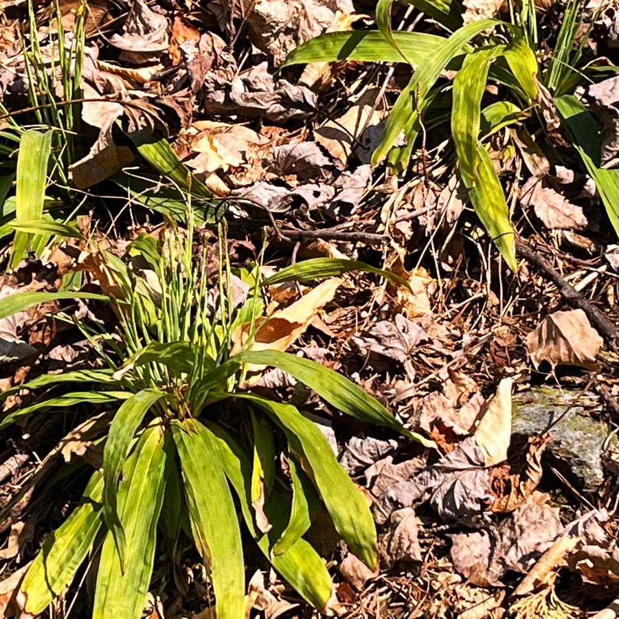 Carex plantaginea 