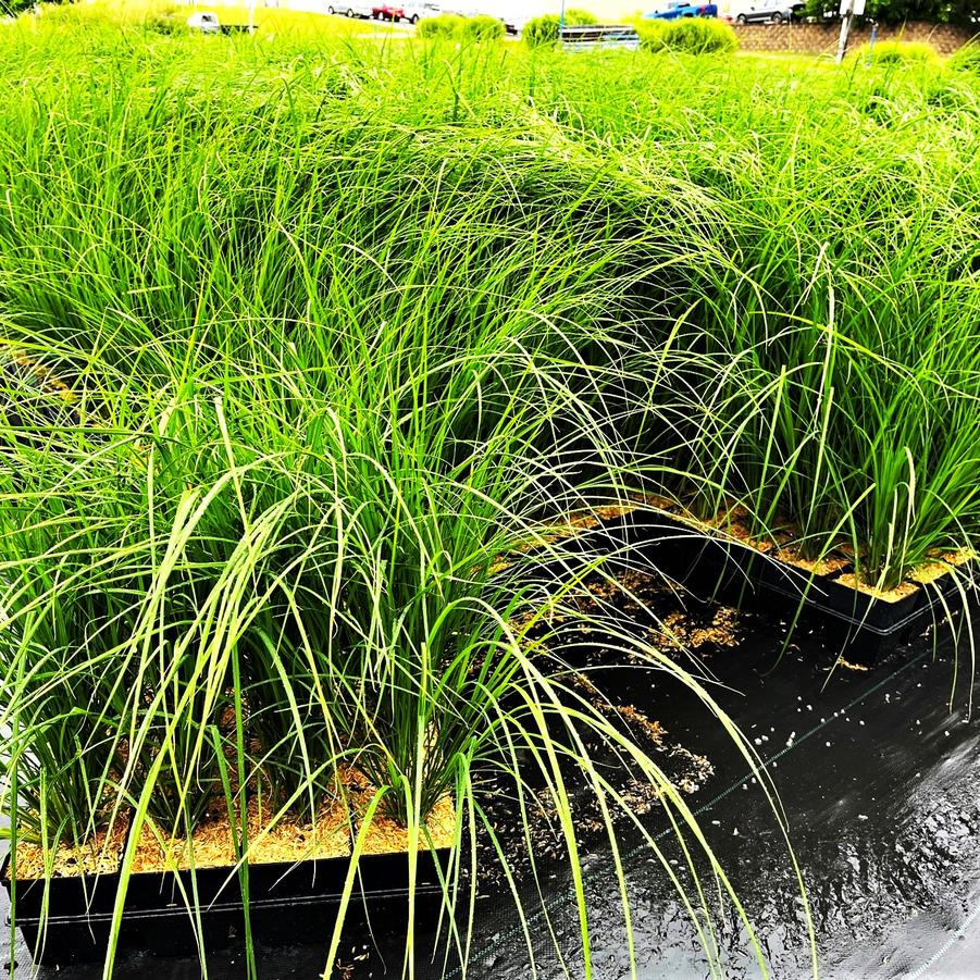 Carex stricta - Tussock Sedge from Babikow Wholesale Nursery