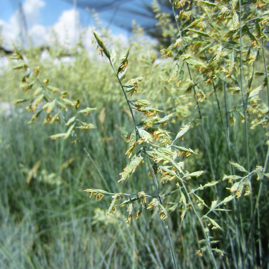 Festuca 'Elijah Blue' - Blue Fescue from Babikow Wholesale Nursery