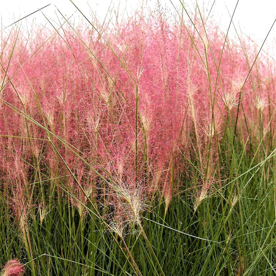 Muhlenbergia capillaris - Pink Muhly Grass from Babikow Wholesale Nursery