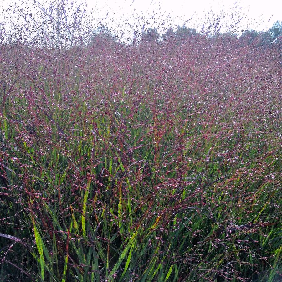 Panicum 'Shenandoah' - Switchgrass from Babikow Wholesale Nursery