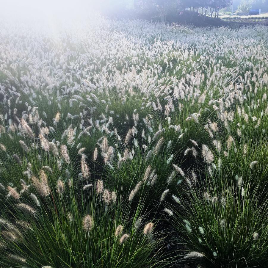 Pennisetum 'Hameln' - Dwarf Fountain Grass from Babikow