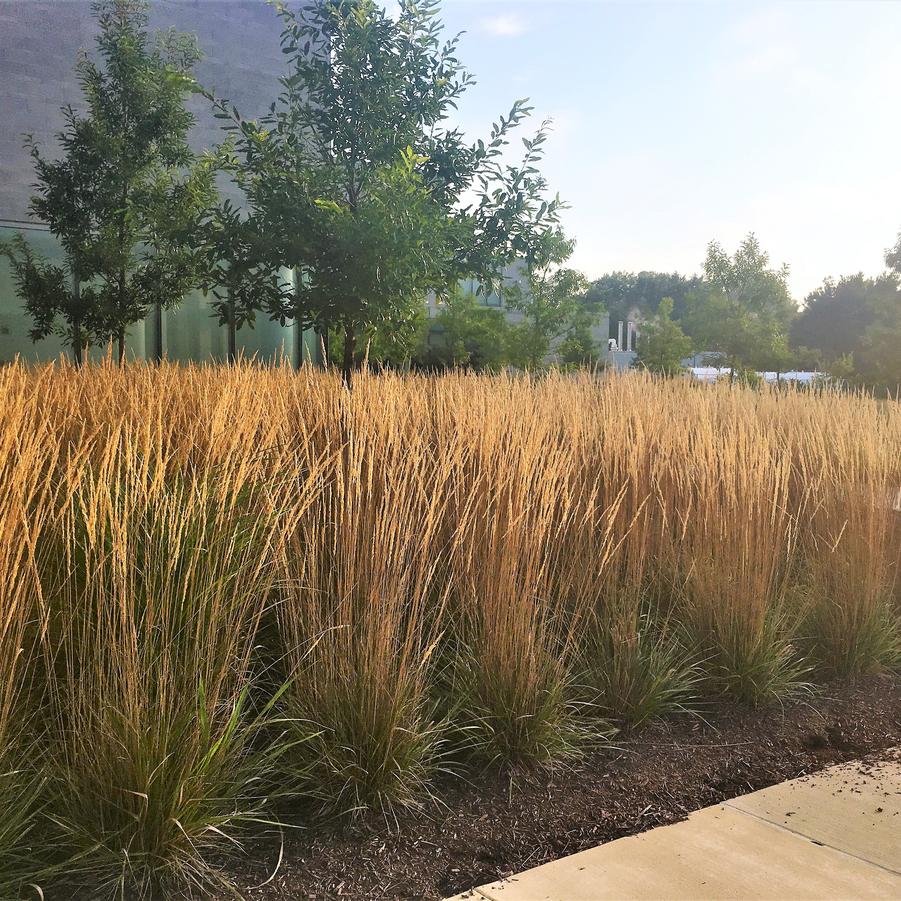 Calamagrostis acu. 'Karl Foerster' - Feather Reed Grass from Babikow Wholesale Nursery