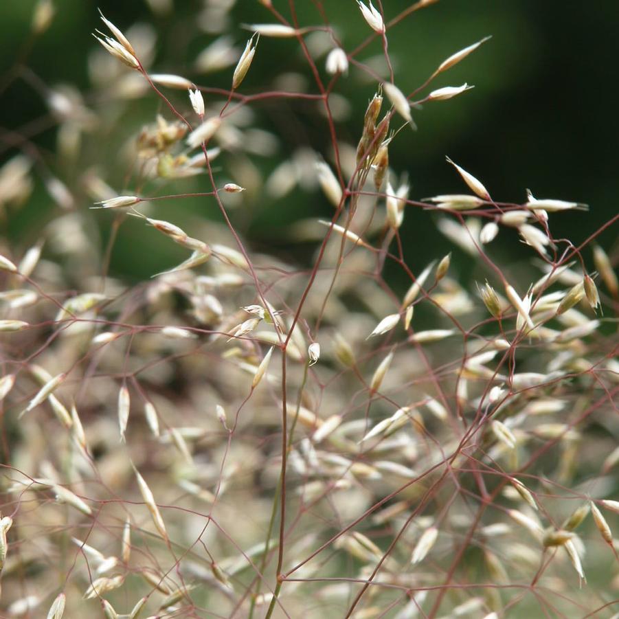 Deschampsia flexuosa - Wavy Hairgrass from Babikow Wholesale Nursery