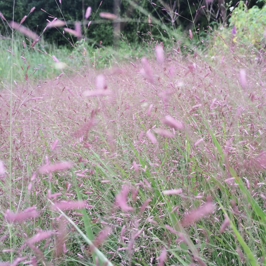 Eragrostis spectabilis - Purple Love grass from Babikow Wholesale Nursery