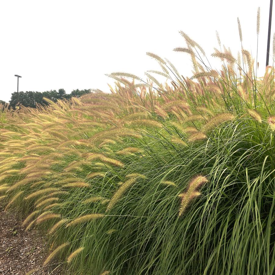 Pennisetum alopecuroides - Fountain Grass from Babikow Wholesale Nursery