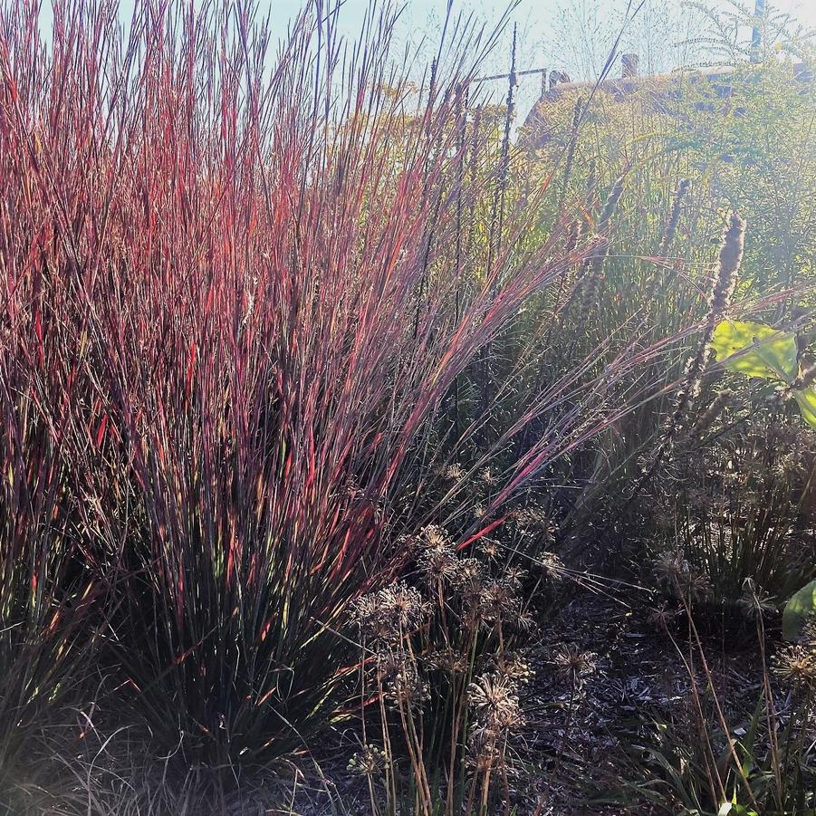 Schizachyrium 'Standing Ovation' - Little Bluestem from Babikow Wholesale Nursery