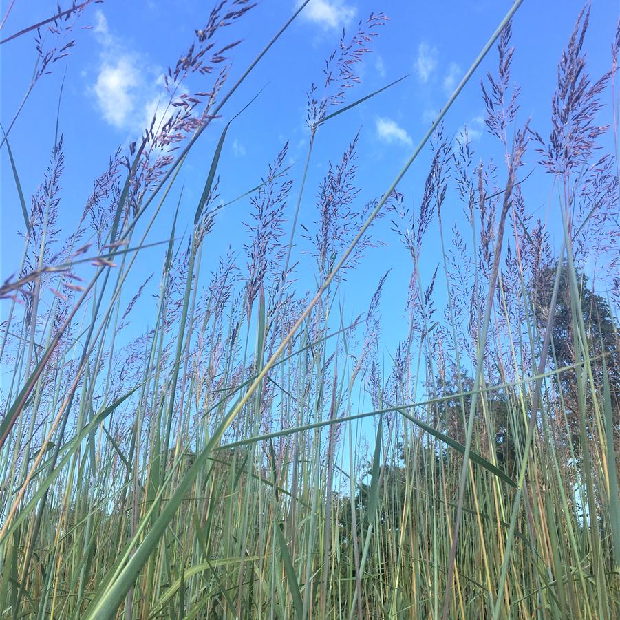 Sorghastrum nutans - Indian Grass from Babikow