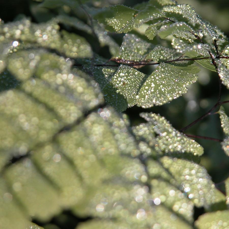 Adiantum pedatum - Northern Maidenhair fern from Babikow Wholesale Nursery