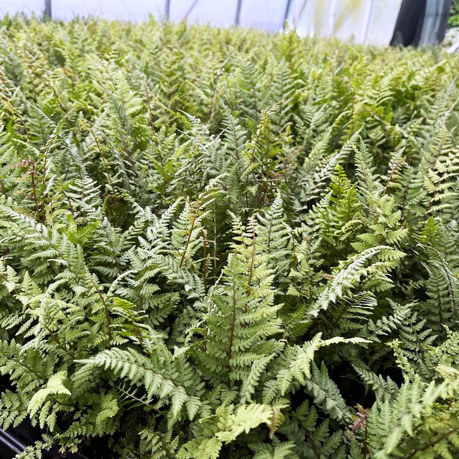 Athyrium x 'Ghost' - Ghost fern from Babikow Wholesale Nursery