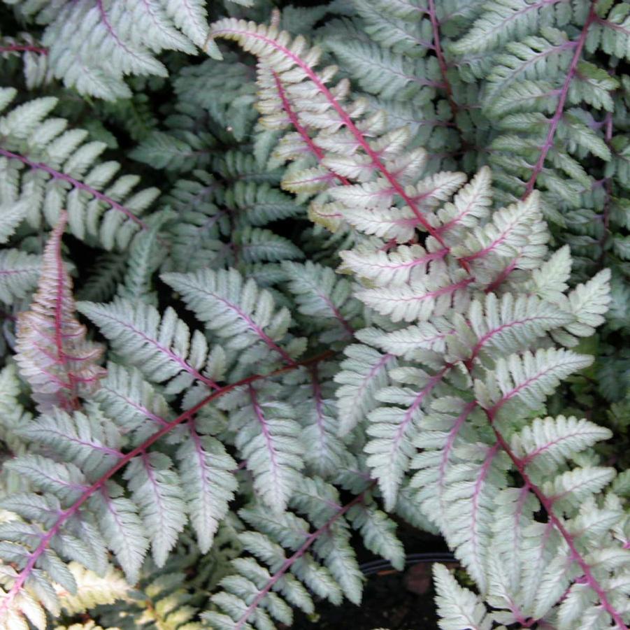 Athyrium nip. 'Pictum' - Japanese Painted fern from Babikow Wholesale Nursery