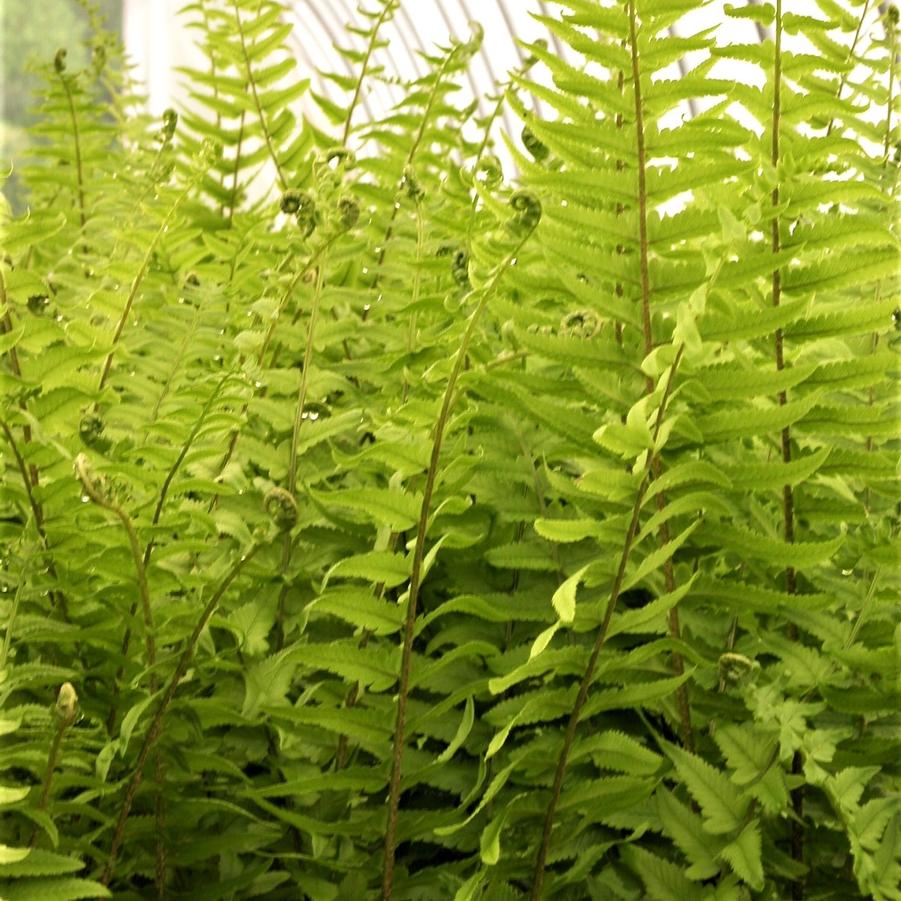 Dryopteris tokyoensis - Tokyo Wood Fern from Babikow Wholesale Nursery