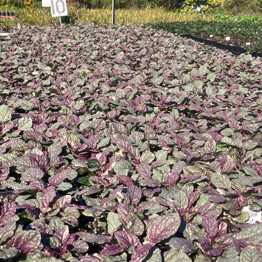 Ajuga 'Burgundy Glow' - Bugleweed from Babikow Wholesale Nursery