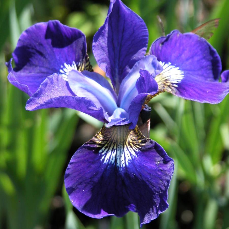 Iris sib. 'Caesar's Brother' - Siberian Iris from Babikow Wholesale Nursery