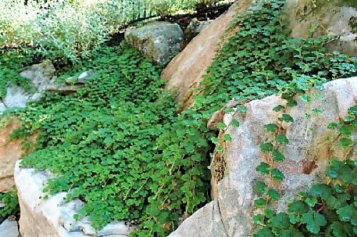 Rubus calcynoides - Creeping Raspberry from Babikow Wholesale Nursery