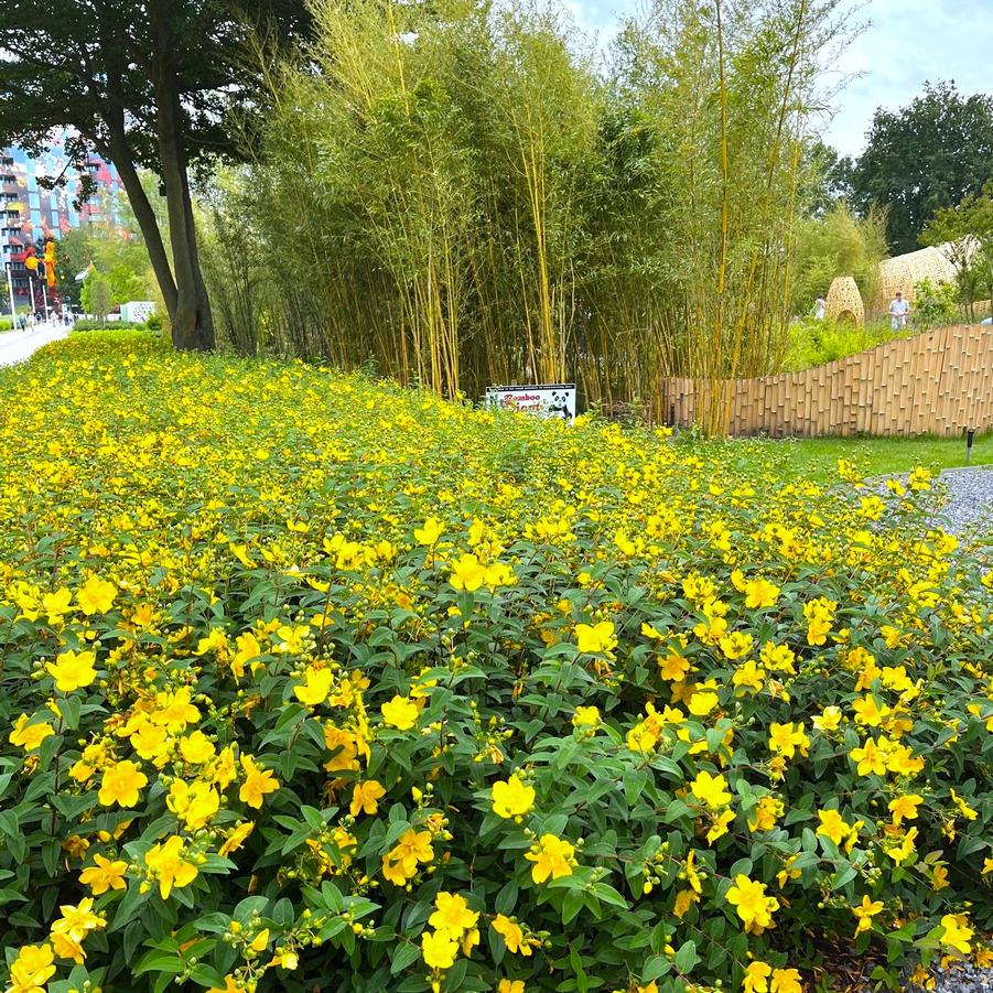 Hypericum calycinum - St. Johns Wort from Babikow Wholesale Nursery