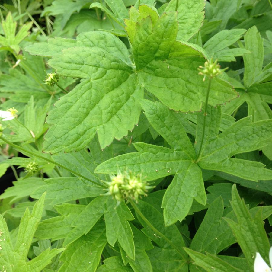 Anemone canadensis - Thimbleweed/ Meadow Anemone from Babikow Wholesale Nursery