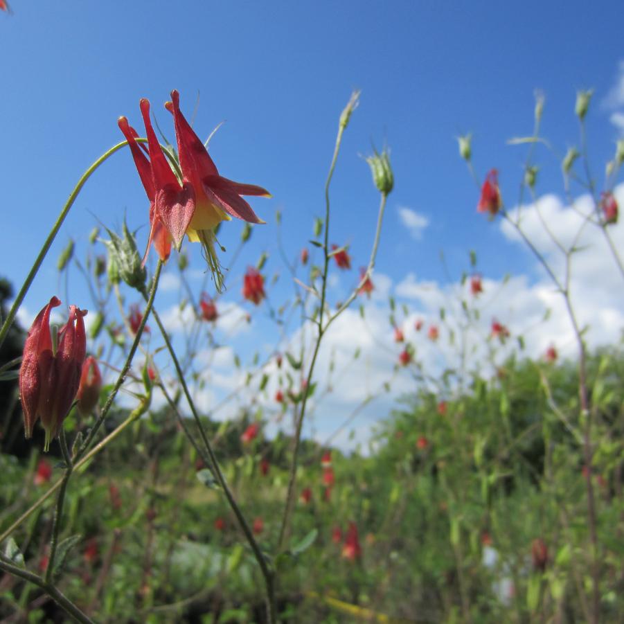 Aquilegia canadensis - Wild Columbine from Babikow Wholesale Nursery