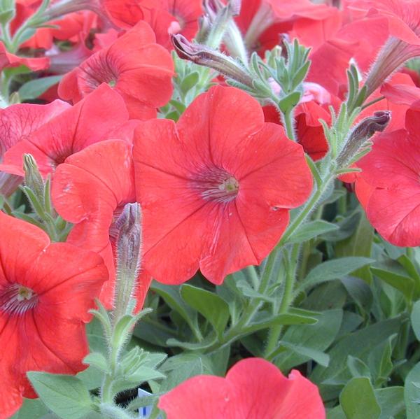 Petunia Easy Wave Easy Wave 'Red' - from Babikow